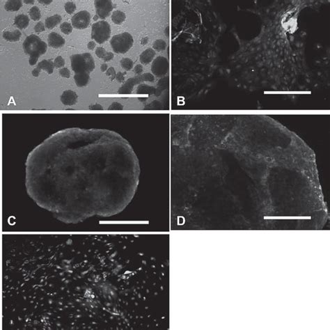 Morphology Of Undifferentiated Human Embryonic Stem Cell Hesc