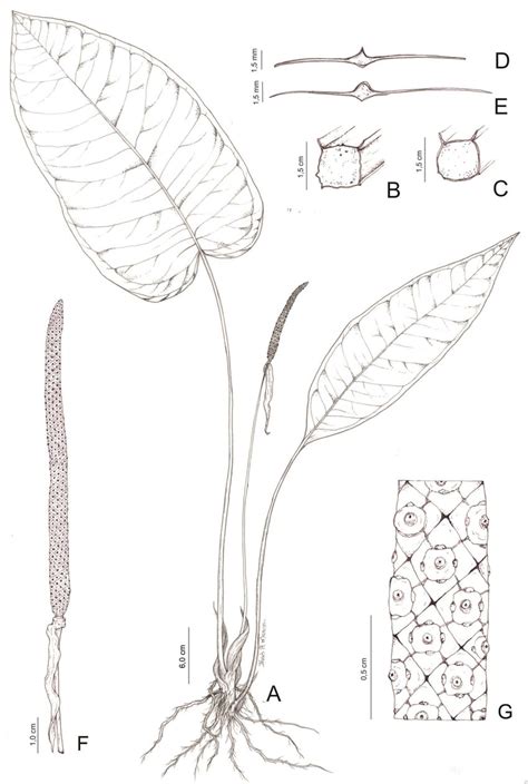 Anthurium Narae A Habit B Petiole Cross Section In The Apical