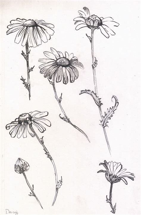 Daisy Study Sketch In Pencil Pen Art Drawings Flower Drawing Flower