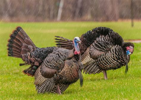 The 7 Effective Ways On How To Go Turkey Hunting In The Rain