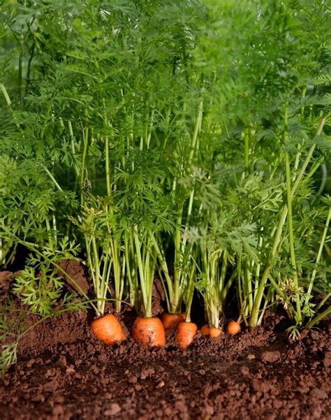 Organic Carrots Growing Stock Photo Dissolve