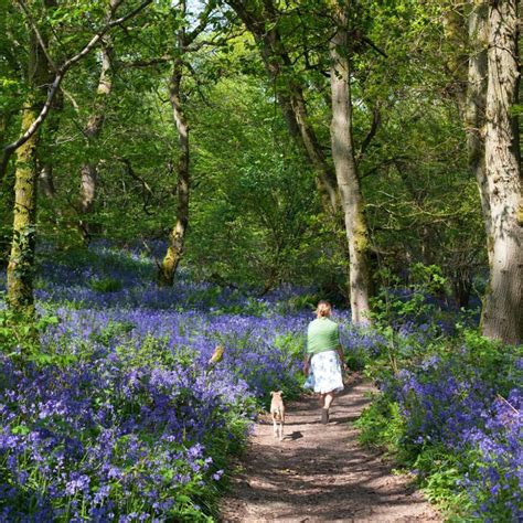 The Best Places To See Beautiful Bluebells Blue Bell Flowers The
