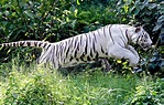 25 Surprising White Tiger Facts For Kids (2024) - Milwaukee with Kids