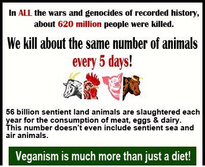 Chicken meat yield per animal. AGN VEG GLOBAL: planetary holocausts