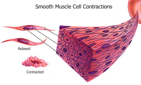 Smooth Muscle Tissue Telegraph