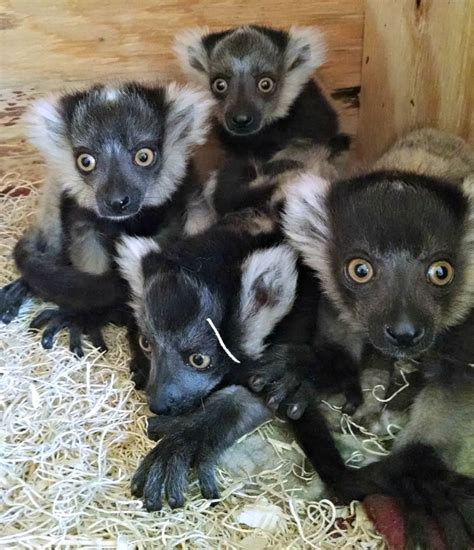 Four Little Lemurs Born At Philadelphia Zoo Zooborns