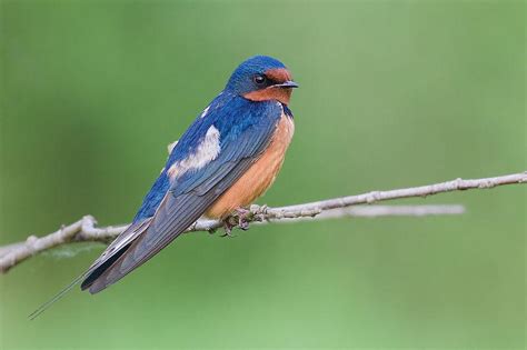 Earth Notes The Look Of Love For Barn Swallows Knau Arizona Public