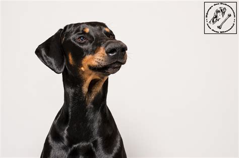 Orginal rottweiler dişi 4 aylık yavru. Der schwarze, große (böse) Hund | miDoggy Community