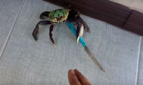 Gangster Crab Video Of Crab Holding Knife Goes Viral Watch Video