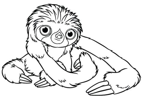 The sloth is the most cute and popular arboreal mammals in this planet. Three Toed Sloth Drawing at GetDrawings | Free download