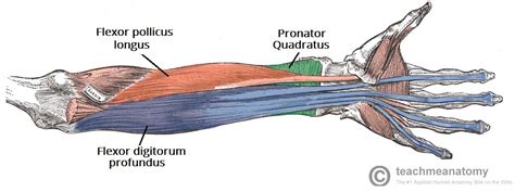 Deep cuts to the hand are most common causes. Muscles of the Anterior Forearm - Flexion - Pronation - TeachMeAnatomy