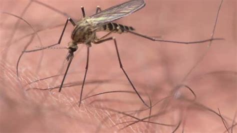 These Cities Are The Worst For Mosquitoes Videos From The Weather Channel