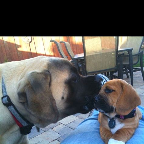 Mastiff Kiss Mastiff Kisses Big Dogs I Love Dogs Puppy Love Dog