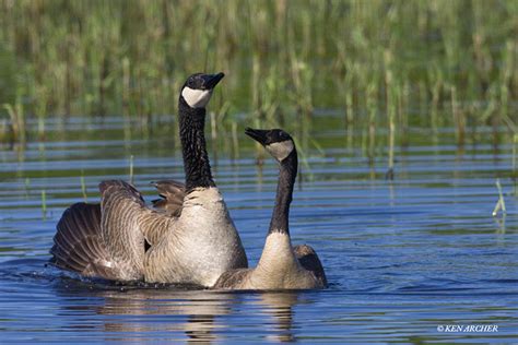 Ken Archer Greater Canada Geese Greater Canada Geese Courtship