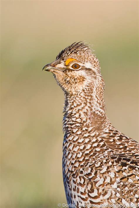 The Speckled Hatchback Post 19 Last Installment Of Colorado Grouse