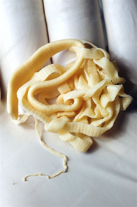 Tapeworm Stock Image Z1650075 Science Photo Library
