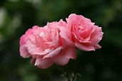 Roses | Camera jpeg. | Сергей Травкин | Flickr
