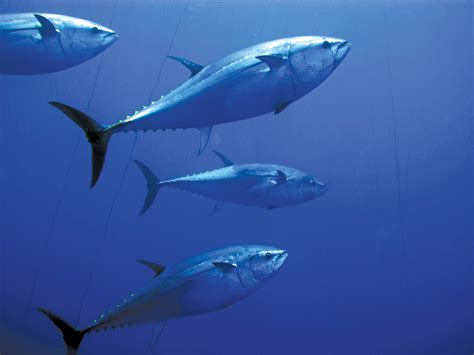 NOAA could declare bluefin tuna as an endangered species ...