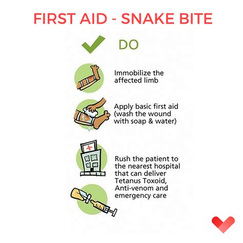 How To Give First Aid For Snake Bites Snake Poin