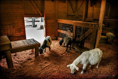 Inside The Barn Goat Barn Barn Goat House