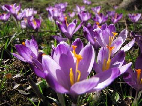 Bildet Natur Anlegg Petal Botanikk Flora Wildflower Krokus