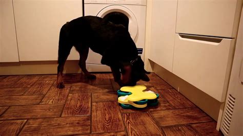 Rottweiler Puppy With Dog Tornado Who Wins Youtube