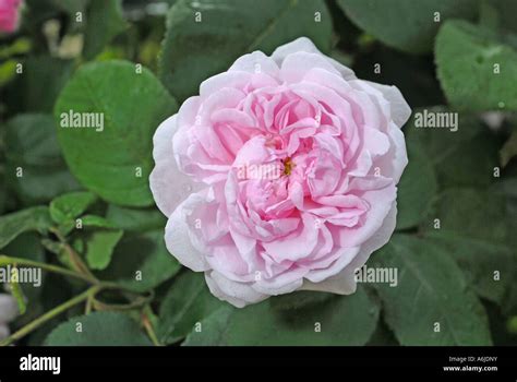 Rosa Centifolia Cabbage Rose Hi Res Stock Photography And Images Alamy