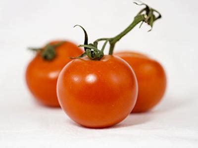 Tomatoes are under the solanaceae family. Can Cats Eat Tomatoes? Toxic Parts In A Tomato Plant For ...