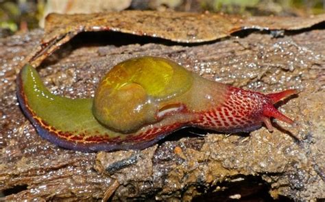 Meet The Semi Slug A Snail Without A Home