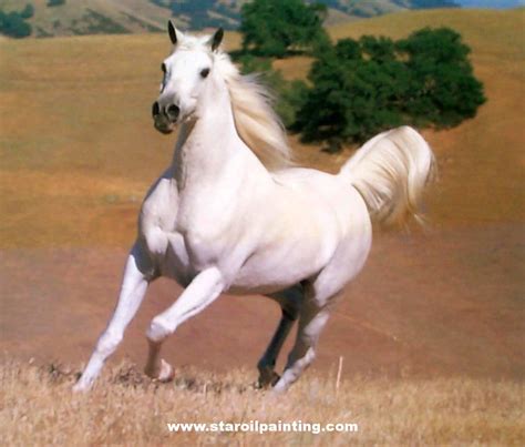 Stunning White Horse Colors Photo 34711671 Fanpop