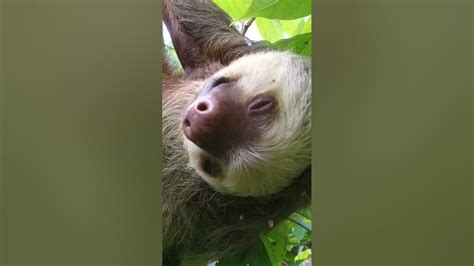 Did You Know Three Toed Sloths Can Turn Their Heads 270 Degrees 😯 Science Sloths Frommars