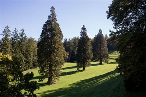 Ancient Sequoias In The Rimske Terme Park Sloveniaguide