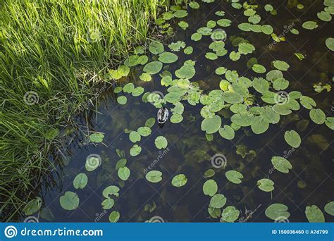 Beautiful View Of Dark Blue Lake Water With Water Lilies Duck And