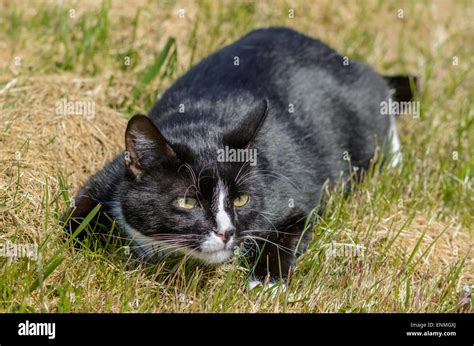 Domestic Cat Stalking Hi Res Stock Photography And Images Alamy