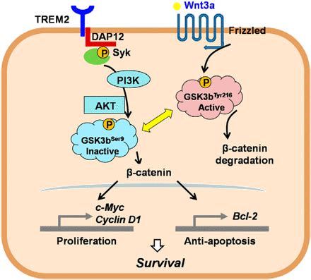 Trem Promotes Microglial Survival By Activating Wnt Catenin Pathway Journal Of Neuroscience