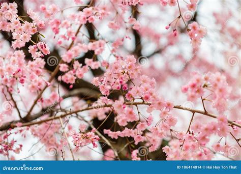 Flowers Sakura Spring Stock Photo Image Of Full Beautiful 106414014