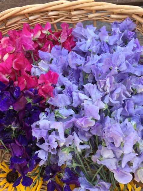 How To Dry Sweet Peas The Easy Way Sweet Pea Sweet Pea Flowers