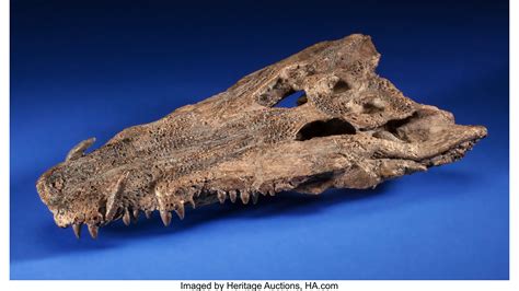 Rare Fossil Crocodile Skull Borealosuchus Sp Late Cretaceous Lot