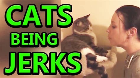 Cats Being Jerks Best Video Compilation 2018 Youtube Cats Funny Cat