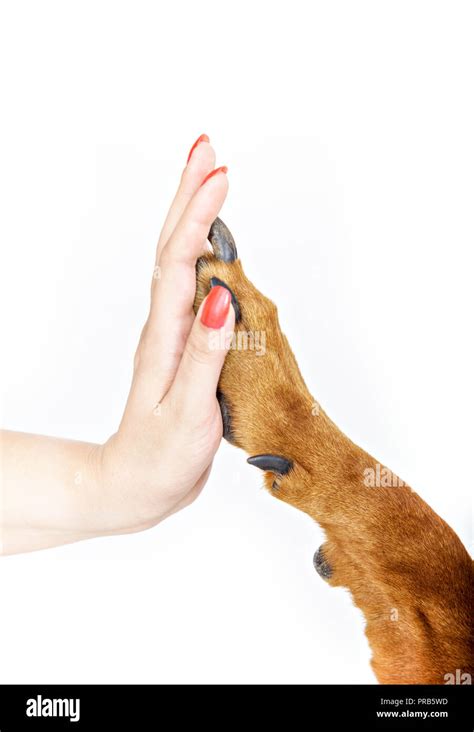 High Five Woman With Large Dog Paw Isolated On White Friendship
