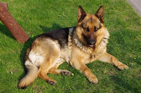 Are German Shepherds Actually German 15 Amazing Facts About German