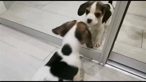 Cute Beagle Puppy Barking In The Mirror Youtube