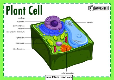 Labelled Diagram Of Plant Cell Alternator