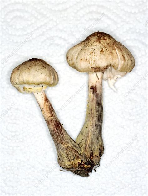 Two Edible Mushroom Stock Image C0018741 Science Photo Library