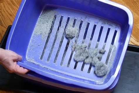 How To Make A Self Sifting Kitty Litter Box Animals Momme