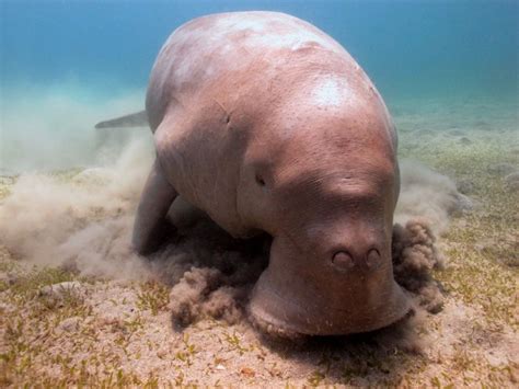 The Dugong Dugong Dugon Is A Large Mammal That Lives Its Whole Life In The Sea They Are