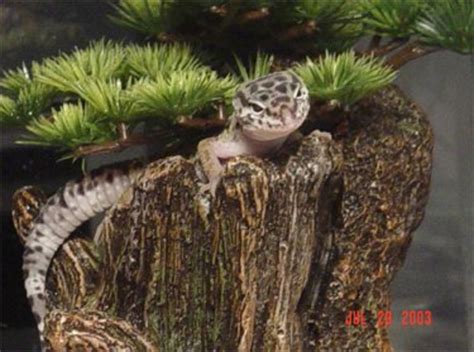 Leopard Geckos Setting Up A Natural Enclosure Like Their Native