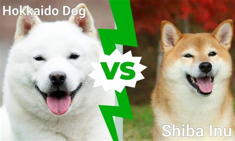 Hokkaido Dog Vs Shiba Inu 5 Key Differences Az Animals