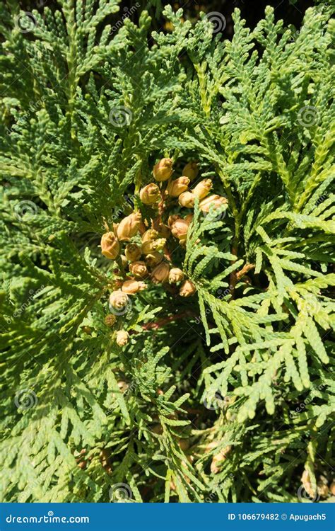 Bunch Of Seed Cones Of Thuja Occidentalis Stock Photo Image Of