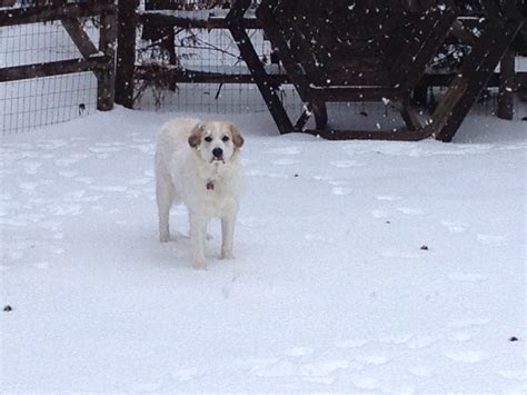 Great Pyrenees In The Snow Great Pyrenees Snow Dogs Animals Outdoor